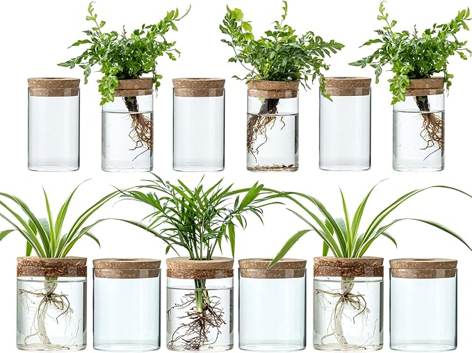 Plant Propagation Stations for Plants, 2 Size Glass Propagation Vases for Propagating Hydroponic Indoor Home Office Decor, Tabletop Glass Planter Gift for Plant Lovers (12)