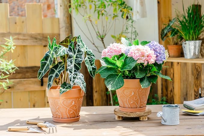 Melphoe Plant Pots Indoor with Drainage & Saucer, 2Pack 8 inch Flower Pots Outdoor Planters for Indoor Plants Garden Home Decor Cactus Succulent, Rigid Plastic (Imitation-Terracotta) Vine-Embossed