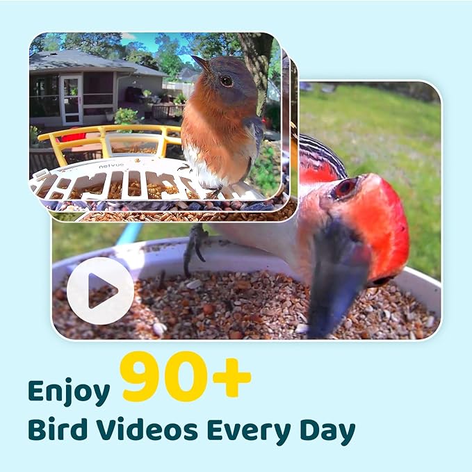 NETVUE by Birdfy Smart Bird Feeder with AI Camera, Auto Capture Videos & Live Steam, Wireless Wildbird Watching, Outdoor Backyard Birder(AI by Subscription) Yellow