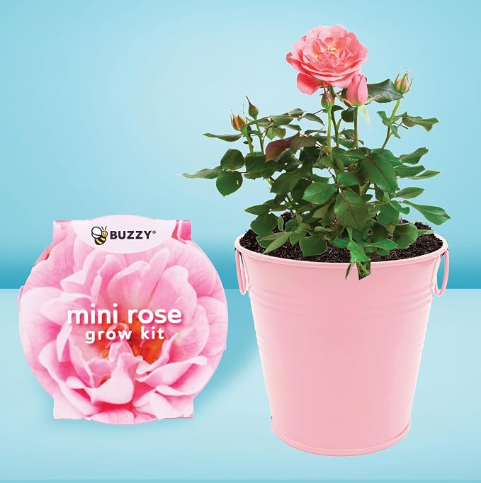 Buzzy Seeds Love Pails Grow Kit 2-Pack - Metal Windowsill Planter - Complete Indoor Gardening Kit with Seeds, Coconut Husk Growing Medium & Genuine Pots - 100% Grow Guarantee