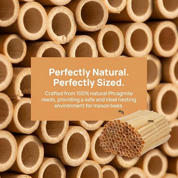 GANAZONO 500 Pcs Natural Phragmite Reed Mason Bee Tubes Set Bee Hotel Nest Box Pollinator Bee Box for Mason Bee Houses Refill Your Mason Bee House Bee Hive