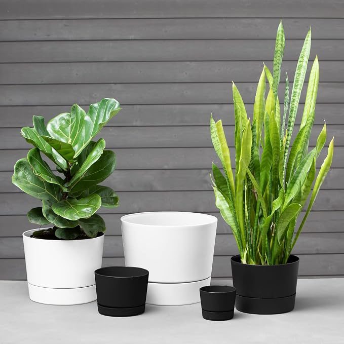 Root & Vessel Majestic Mid-Century Modern Low Profile Cylinder Pot, Matte White, 8.5"