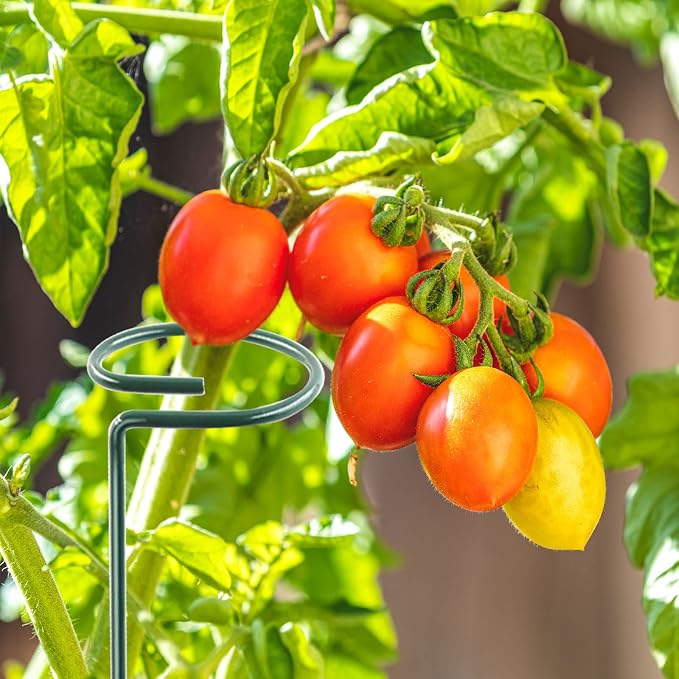 Thealyn 24 Inch 20 Packs Plant Support Stakes, Garden Single stemmed Plant Support Hoops Plant Prop for Flowers Orchid Tomatoes Peony Lily Rose Gladiolus (24 inch)