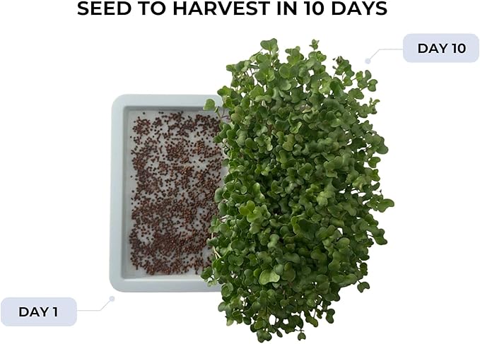 Sproutlet Self-Watering Microgreens Growing Kit – Easy Indoor Garden for Fresh Microgreens in Days – Reusable Trays, Organic Seeds & Grow Mats – No Soil, No Mess (Pearl, 1-Pack)