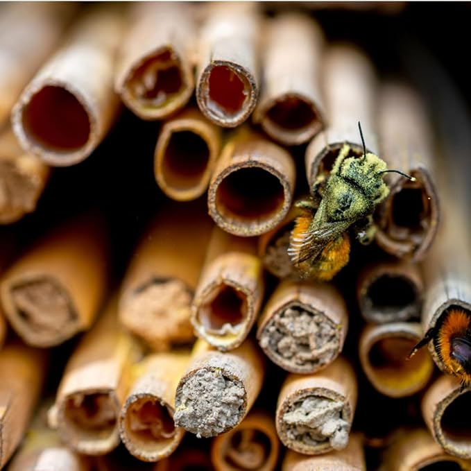 Garneck 300Pcs Natural Reed Bee Tubes 15cm Hollow Stems for Bee Nesting Pollination (0.5-0.8cm Diameter)