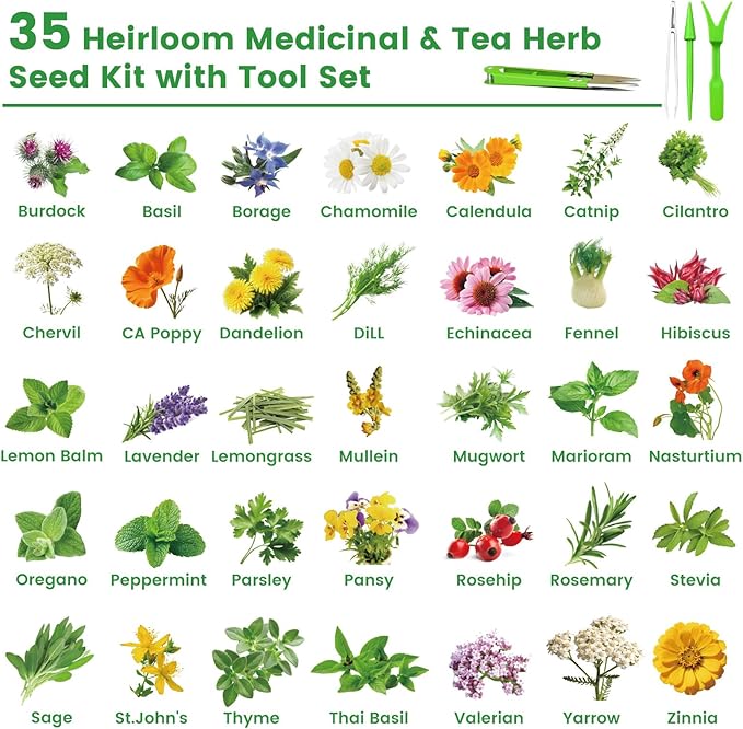 35 Medicinal & Tea Herb Seeds Variety Pack – 16,400+ Non-GMO Heirloom Seeds for Indoor & Outdoor Gardening: Basil, Chamomile, Rosemary, Mint, Oregano, Lavender & More