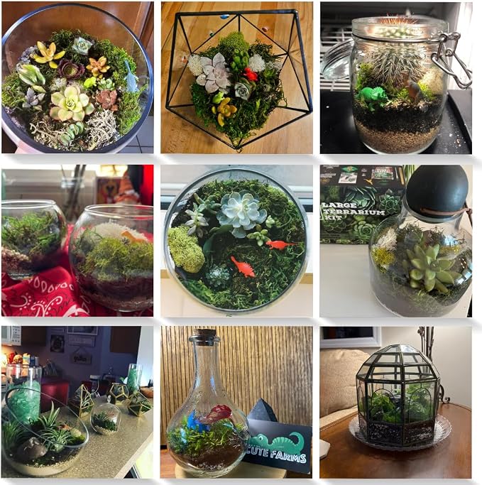 Cute Farms Terrarium Starter Kit | Moss, Vermiculite, Soil, Pebbles, Plant Food, & Finishing Tools (Large Kit + Live Plants + Crystals)