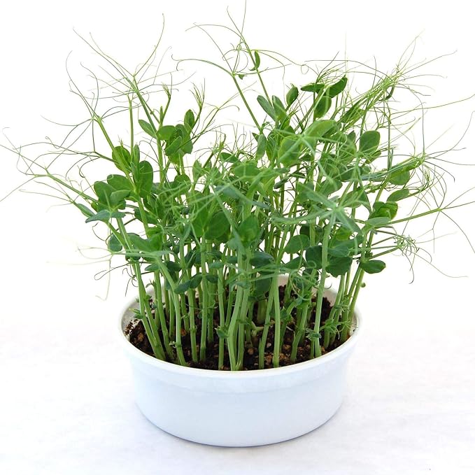 Mini Microgreens Growing Kit - Pea Shoots - Grow Your Own Organic Gourmet Micro Greens Indoors: Salad, Sandwich & Garnish - Easy & Fun - Great Gift or Stocking Stuffer (Pea Shoots)