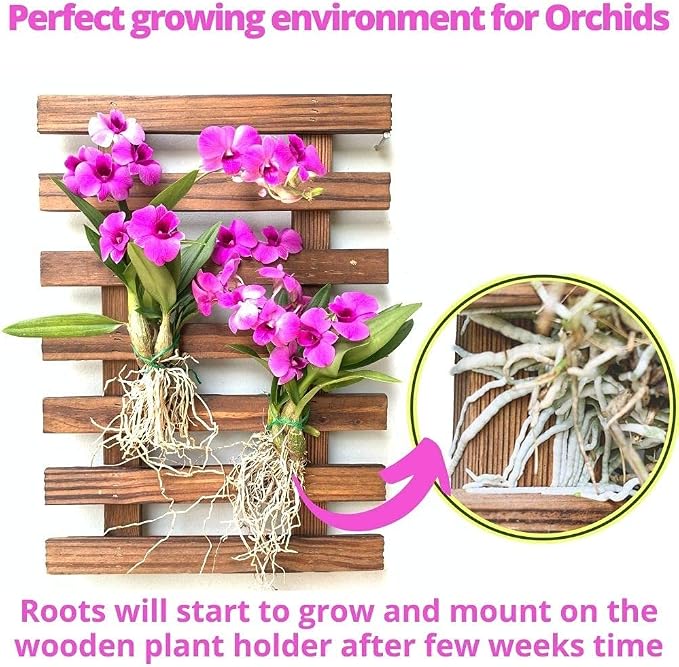 ShopLaLa Wall Planter – Wooden Air Plant Succulent Holder Hanger Indoor Outdoor, Live Orchid Wall Wood Display Frame Vertical Garden Balcony Deck Bathroom Macetas para Plantas De Aire 15.7" (40cm)