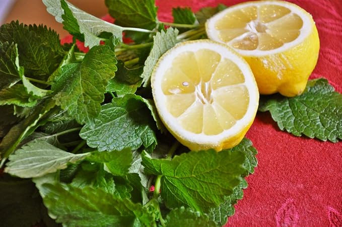 Seeds Lemon Balm Melissa Officinalis Non GMO Herbs for Planting 300 Seeds