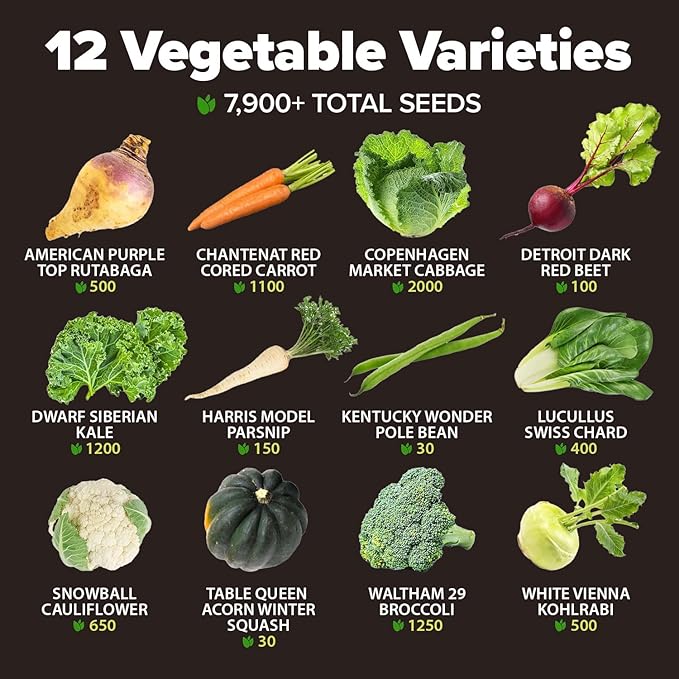 HOME GROWN 12 Winter Vegetable 7,900 Seeds Heirloom,Fall & Vegetable Seeds for Planting Home Garden: Bean, Beet, Broccoli, Cabbage, Carrot, Cauliflower, Kale,Parsnip,Squash,Chard & More