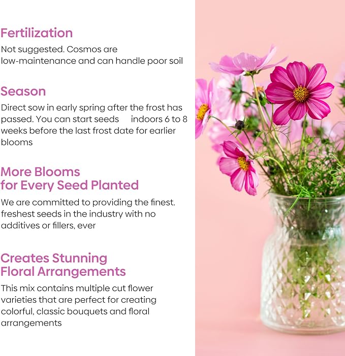 Groundio 7 Varieties Cosmos Seeds Mix, 1 Ounce Over 5000+ Crazy Blend Cosmo Flowers Seed for Planting, Open Pollinated, Non-GMO, Heirloom (Daydream, Gloria, Picotee, Purity, Radiance, Pinkie, Sulphur)
