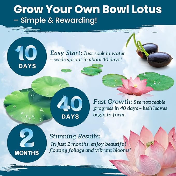 Lotus Seeds for Planting in Water – 60 PCS Mixed Bowl Lotus Seeds, Water Lily & Water Plants for Ponds, Live Pond Plants for Outdoor Ponds, Floating Pond Plants – Indoor Bonsai, Garden, Koi Pond