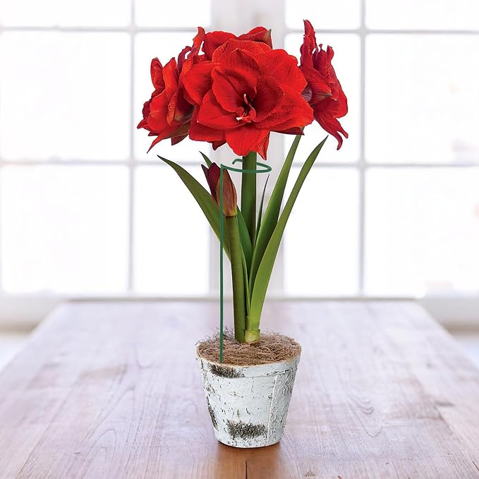 Avxdbr 5Pcs Plant Stakes for Flowers 23.6 Inch Or 11.8 Inch Metal Plant Cage Support Rings Garden Single Stem Stake with Adjustable Height for Garden Support Indoor Outdoor Plants