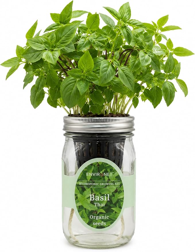 Hydroponic Herb Growing Kit, Self-Watering Mason Jar Herb Garden Starter Kit Indoor, Windowsill Herbs Garden, Grow Your Own Herbs from Organic Seeds (Thai Basil)