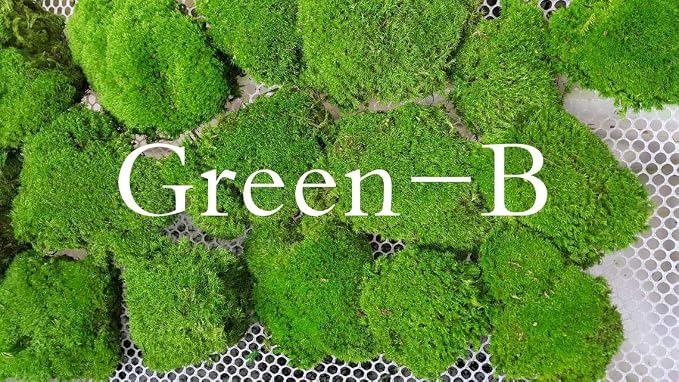 Preserved Pole Moss Pillow Bun Cushion Natural Green Decorative Real Natural Green DIY Kit Terrariums Gardenning Art Wall Decor Florist Decor Easter Table Decor Wedding (3.0 sq.ft., Green-B)