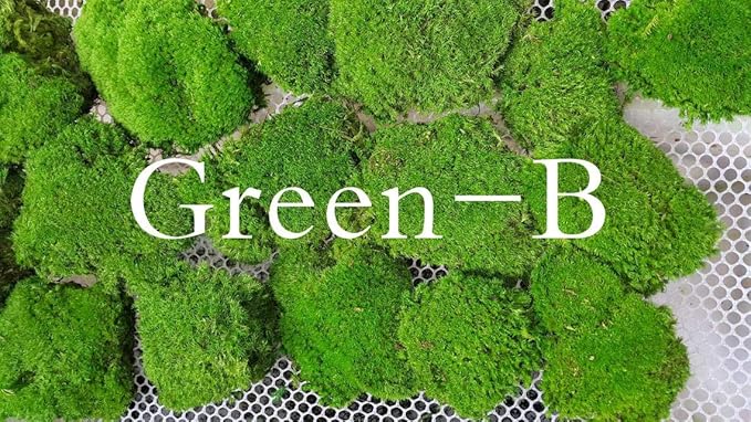 Preserved Pole Moss Pillow Bun Cushion Natural Green Decorative Real Natural DIY Kit Terrariums Gardenning Art Wall Decor Florist Decor Easter Table Decor Wedding(4.5 sq.ft., Green-B)