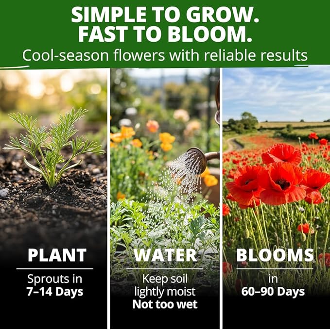 HOME GROWN California Poppy Seeds for Planting Red Chief 22,000 Seeds (29g), Red Blooms, Heirloom Non-GMO, Wildflower & Pollinator Gardens, Drought Tolerant, Zones 2–10 (Eschscholzia californica)