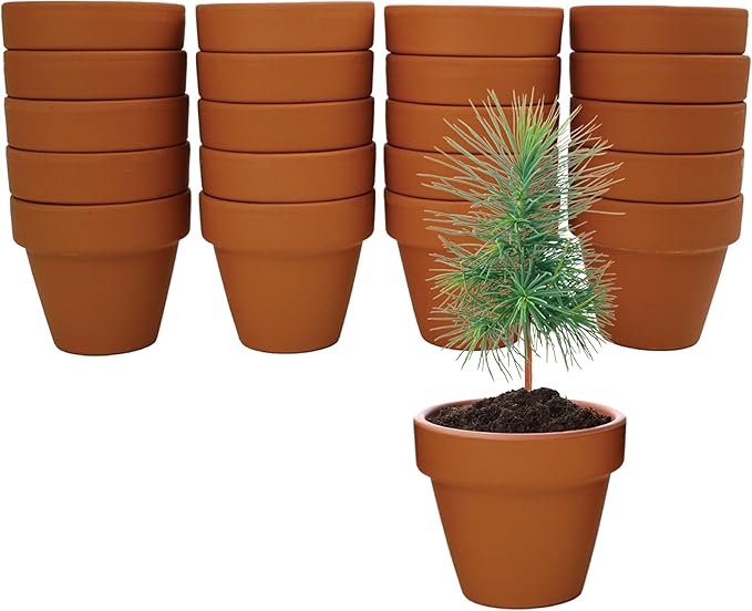 BUZZY Seeds Spruce Tree Grow Kit, Bulk 20-Pack - Mini Terracotta Pot Grow Set - Complete Indoor/Outdoor Gardening Kit with Seeds, Coconut Husk Growing Medium & Genuine Pots - 100% Grow Guarantee