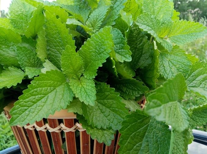 Seeds Lemon Balm Melissa Officinalis Non GMO Herbs for Planting 300 Seeds