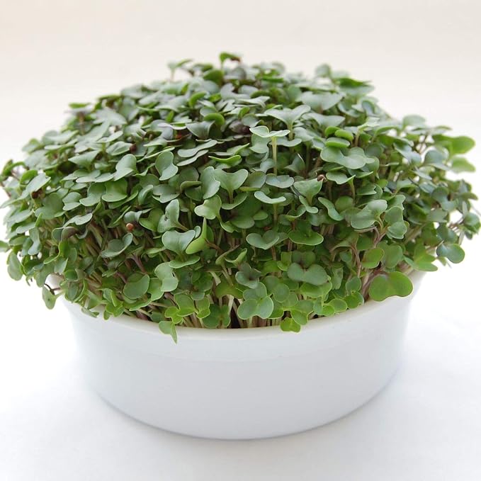Mini Microgreens Growing Kit - Salad Mix - Grow Your Own Organic Gourmet Micro Greens Indoors: Salad, Sandwich & Garnish - Easy & Fun - Great Gift or Stocking Stuffer (Salad Mix)