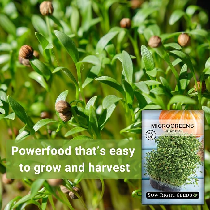 Sow Right Seeds - Cilantro Microgreen Seed for Growing - Instructions to Quickly Grow Your Own Delicious and Healthy Microgreens - Plant Indoors with no Special Equipment - Minimum of 15g per Packet