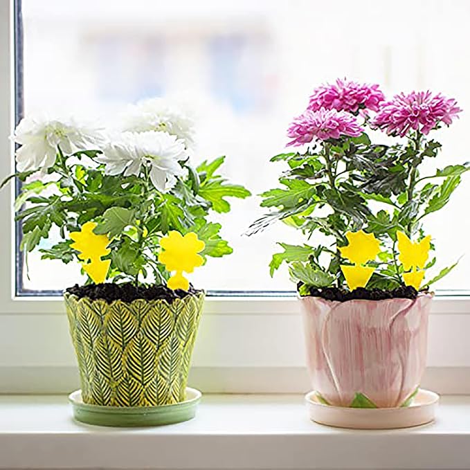 72PCS Fruit Fly Sticky Traps Fungus Gnat Traps Insect Trap for Plants Kitchen Indoor Outdoor White Flies Mosquitos Fungus Gnats Flying Insects Houseplant Gifts