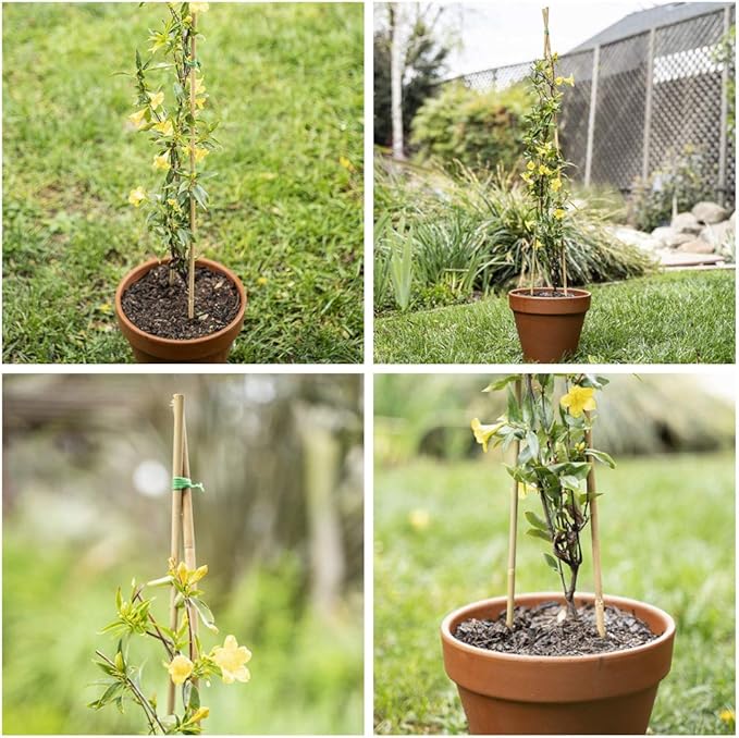 Mininfa Natural Bamboo Stakes 2 Feet, Eco-Friendly Garden Stakes, Plant Stakes Supports Climbing for Tomatoes, Trees, Beans, 30 Pack
