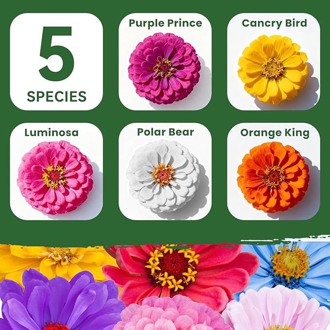 5000+ Zinnia Dahlia Seeds Flower Seeds for 2026 Planting, 1.5 Oz, 5 Varieties (Pink, Yellow, Orange, White, Purple), 40G Mixed Colors and Large Blooms, Open Pollinated - Bulk