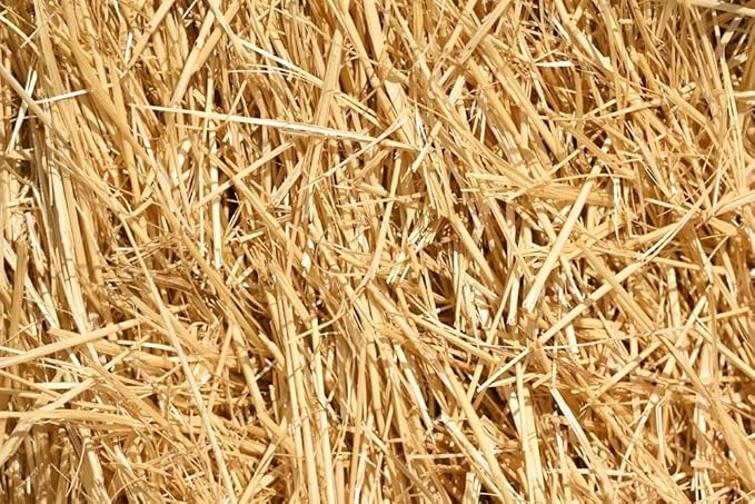 Wheat Straw 100% Natural Soft Dry Straw Bale Grass Cover Garden Mulch | for Animal bed Dogs Cats Poultry and Grass Cover Garden Mulch (yellow, 1LB)