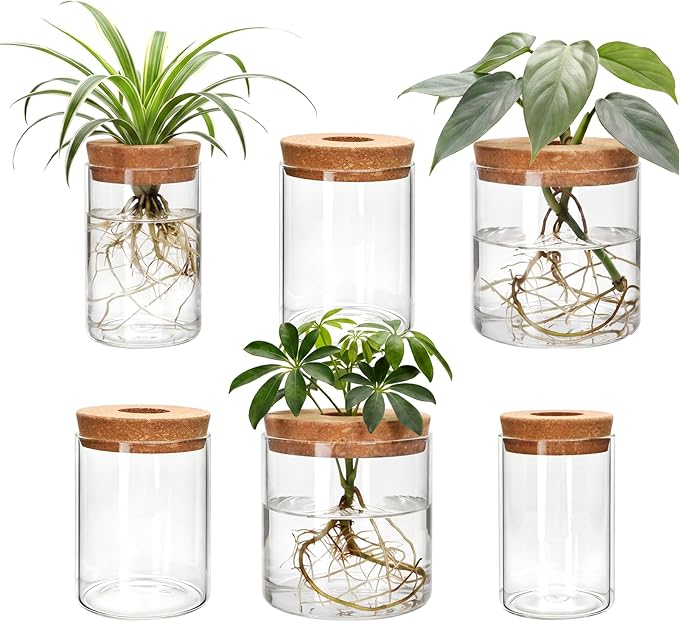 6Pcs Glass Plant Propagation Stations, Desktop Flower Vases, 3 Size Hydroponic Glass Container Vase (2 Large & 2 Medium & 2 Small) for Plant Cuttings, Desks, Houses, Living Room, Bedroom, Office Decor