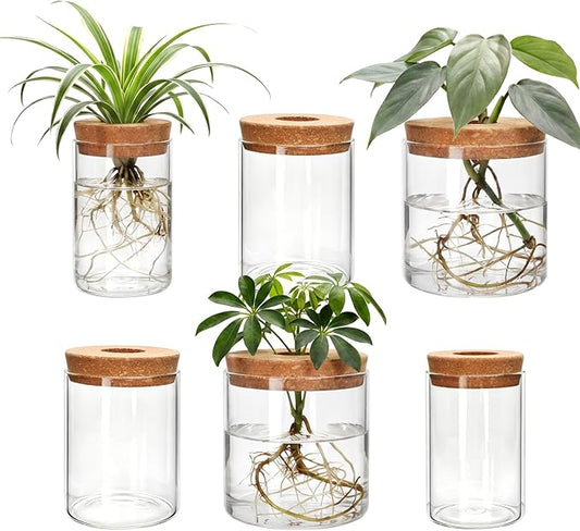 6Pcs Glass Plant Propagation Stations, Desktop Flower Vases, 3 Size Hydroponic Glass Container Vase (2 Large & 2 Medium & 2 Small) for Plant Cuttings, Desks, Houses, Living Room, Bedroom, Office Decor