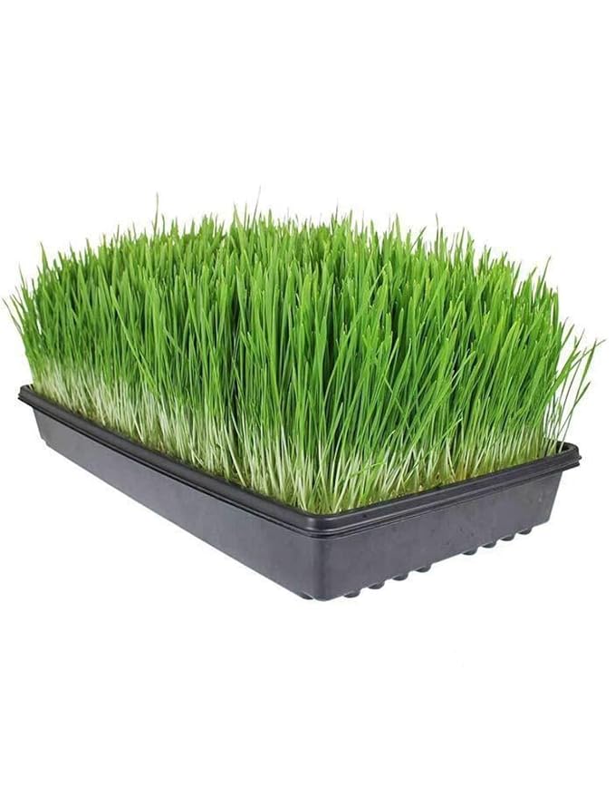 Living Whole Foods 20 Pack of Durable Black Plastic Growing Trays (Without Drain Holes) 21" X 11" X 2" - Flowers, Seedlings, Plants, Wheatgrass, Microgreens & More