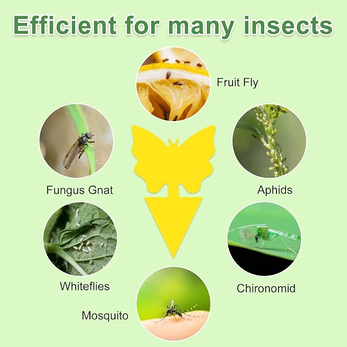 60 Pack Fruit Fly Trap for Indoors, Gnat Traps for House Indoor, Fungus Gnat Killer Sticky Traps for Plants, Bug Pest Insect Catcher Killer