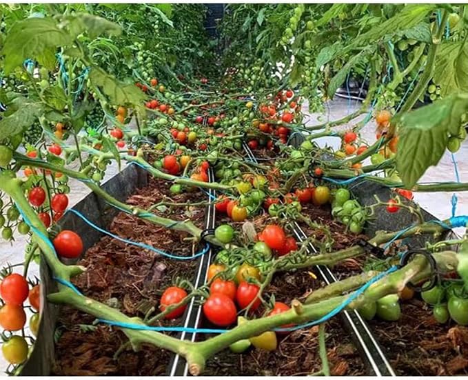 100 Pcs Garden Plant Support Clips, Tomato Clips, Plant Ties, Trellis Clips, Tomato Vine Vegetables Plants Trellis Clips to Grow Upright Makes Plants Healthier (Black)
