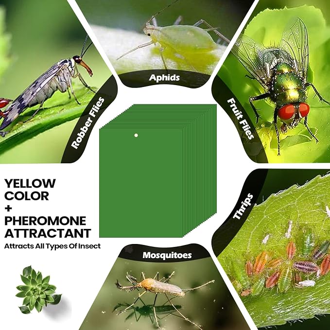 Qualirey 150 Pcs 6 x 8 Inch Sticky Traps for Plant Double Sided Sticky Trap for Gnats with Twist Ties Fly Traps for Fruit Insect Fungus Bugs Indoor Outdoor (Green)