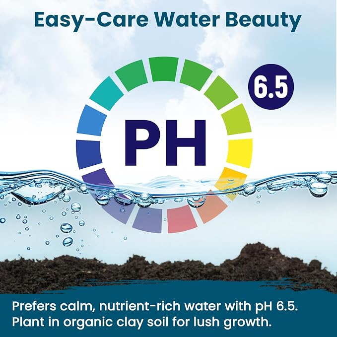 Lotus Seeds for Planting in Water – 60 PCS Mixed Bowl Lotus Seeds, Water Lily & Water Plants for Ponds, Live Pond Plants for Outdoor Ponds, Floating Pond Plants – Indoor Bonsai, Garden, Koi Pond
