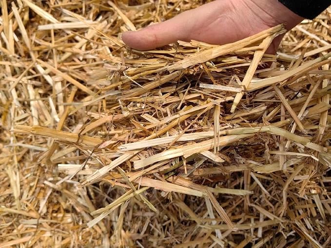 Wheat Straw 100% Natural Soft Dry Straw Bale Grass Cover Garden Mulch | for Animal bed Dogs Cats Poultry and Grass Cover Garden Mulch (yellow, 1LB)
