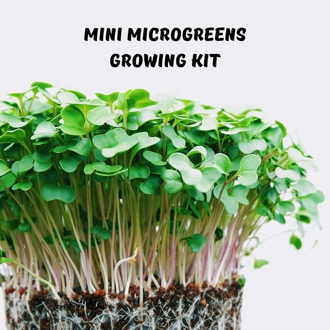Mini Microgreens Growing Kit - Arugula - Grow Your Own Organic Gourmet Micro Greens Indoors: Salad, Sandwich & Garnish - Easy & Fun - Great Gift or Stocking Stuffer (Arugula)