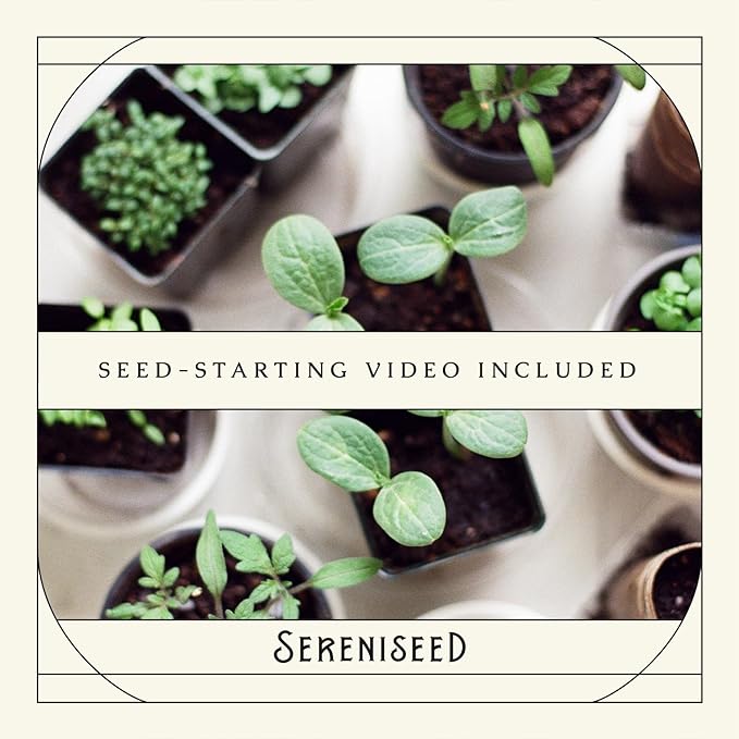 Sereniseed Certified Organic Herb Seeds (20-Pack) – Non GMO, Heirloom – Seed Starting Video – Basil, Cilantro, Oregano, Thyme, Parsley, Lavender, Chives, Sage, Dill Seeds for Indoor & Outdoor Planting