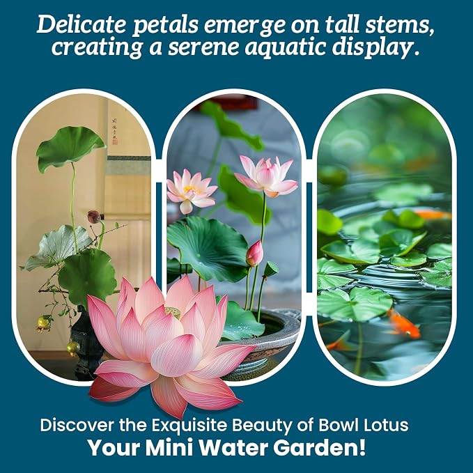 Lotus Seeds for Planting in Water – 30 PCS Mixed Bowl Lotus Seeds, Water Lily & Water Plants for Ponds, Live Pond Plants for Outdoor Ponds, Floating Pond Plants – Indoor Bonsai, Garden, Koi Pond