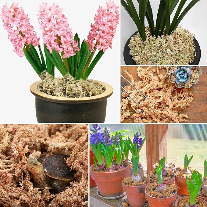 ZeeDix 2.2 lb Premium Sphagnum Moss Bulk, Natural Long Fiber Orchid Sphagnum Peat Moss for Carnivorous Plants Succulent Monstera Indoor Outdoor Plants & Reptiles Terrariums Habitats(Expands to 40 qt)