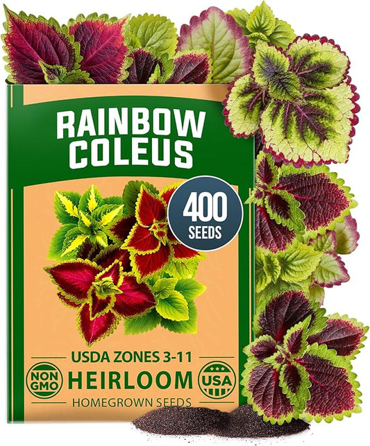 HOME GROWN Coleus Rainbow Seeds – 400 Count 0.04 oz Flower Seed, Coleus scutellarioides 'Rainbow', Indoor Plant Seeds for Containers, Shade Gardens, Decorative Multicolor Foliage