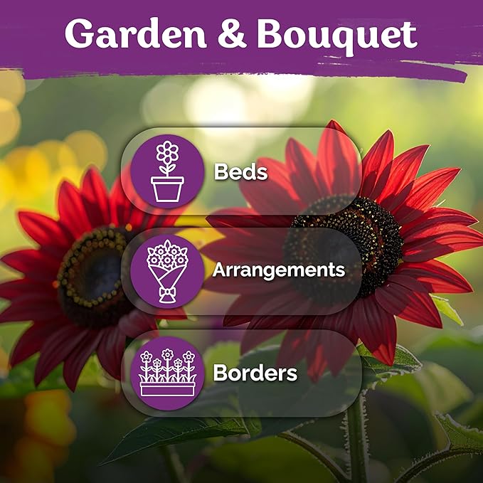 KVITER 75 Chocolate Cherry Sunflower Seeds to Plant (Helianthus annuus) – Heirloom Seed Non GMO Sunflowers Variety, Long Vase-Life Blooms – Flower Seeds for Planting in Home Garden