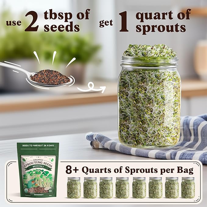 Seedboy Organic Non-GMO Broccoli Seeds for Sprouting - USA Grown Microgreens Sprouting Seeds - 8 oz Bag Makes 8 Quarts / 32 Servings (Broccoli)