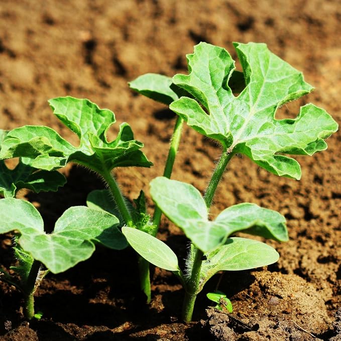 Seed Needs Watermelon Seeds for Planting Cal Sweet Watermelons - Non-GMO Heirloom & Untreated - Grow an Outdoor Home Grown Garden Filled with Sweet Fruits (1 Pack)