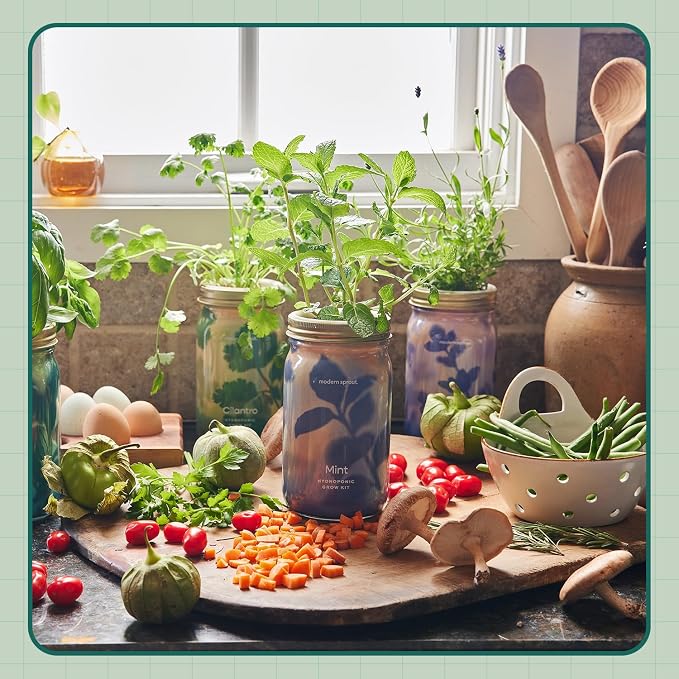Modern Sprout Garden Jar Gift Pack - Self-Watering Hydroponics Growing System Kit with Organic Herb Seeds - Seed Starter Kit for Indoor Herb Garden - Home Decor & Gifting - Basil, Parsley & Mint