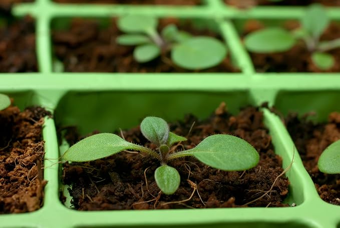 Coco Coir Brick, OMRI Listed for Organic Use (10)