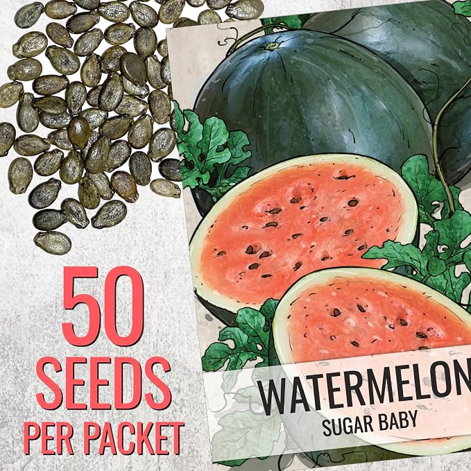 Seed Needs Watermelon Seeds for Planting Sugar Baby Watermelons - Non-GMO Heirloom & Untreated - Grow an Outdoor Home Grown Garden Filled with Sweet Fruits (1 Pack)