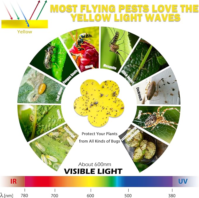 30 Pcs Sticky Fruit Fly Trap and Fungus Predator for Indoor and Outdoor Plant Insect Catcher Used to Prey on White Flies Mosquitoes Fungus Flying Insects…